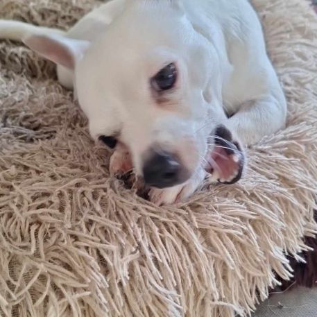 Poupi petite chihuahua pleine d'amour #1