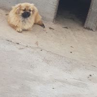 Alibaba épagneul tibétain male #0