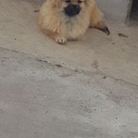 Alibaba épagneul tibétain male #2