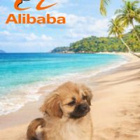 Alibaba épagneul tibétain male #3