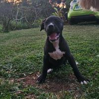 Snoopy le petit coeur tout doux #10