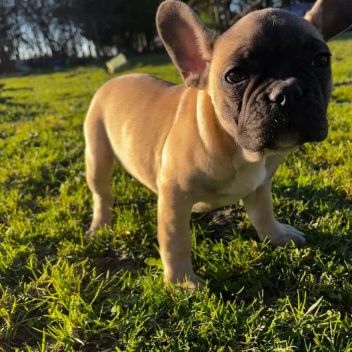 Arnault bouledogue français male