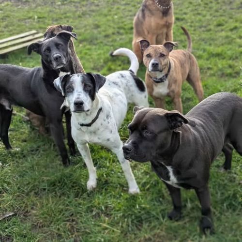 Vador l'adorable petit guerrier tripatte #4