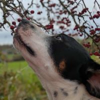 Vador l'adorable petit guerrier tripatte #1