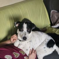 Vador l'adorable petit guerrier tripatte #5