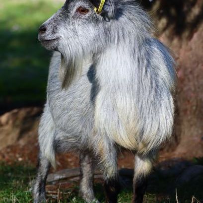 Duo de chèvres naines #0