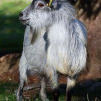 Duo de chèvres naines