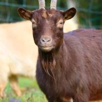 Duo de chèvres naines #2