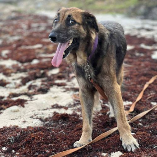 Bobby, 6ans depuis un an à l'adoption #3