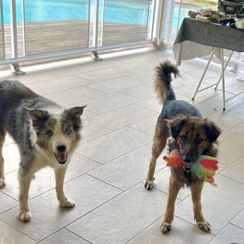 Bobby, 6ans depuis un an à l'adoption #4