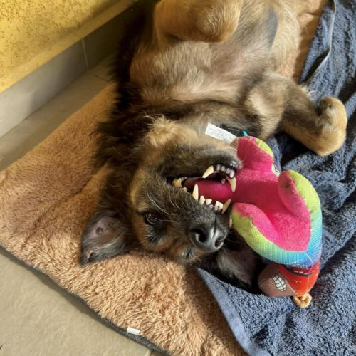 Bobby, 6ans depuis un an à l'adoption #5