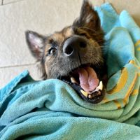 Bobby, 6ans depuis un an à l'adoption #2