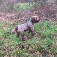 Chiot griffon korthals #2