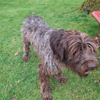 Chiot griffon korthals #3