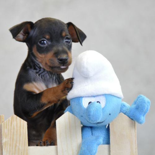 Adorables chiots pinscher nains lof à réserver #3