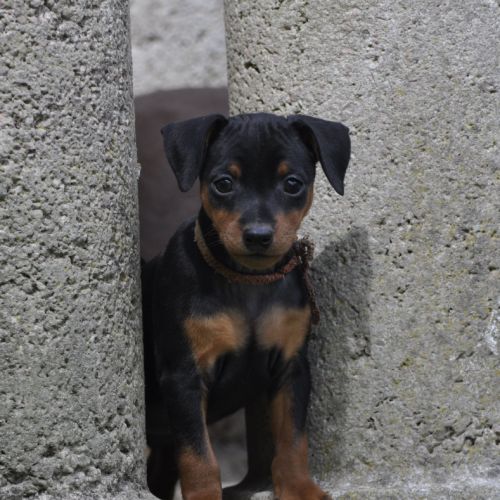 Adorables chiots pinscher nains lof à réserver #4