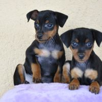 Adorables chiots pinscher nains lof à réserver