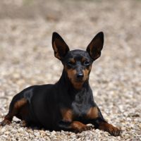 Adorables chiots pinscher nains lof à réserver #2