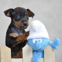 Adorables chiots pinscher nains lof à réserver #3