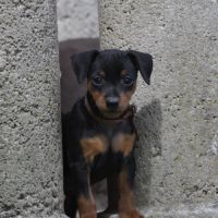 Adorables chiots pinscher nains lof à réserver #4