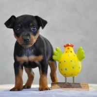Adorables chiots pinscher nains lof à réserver #5