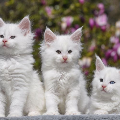 Adorables chatons maine coon loof #1
