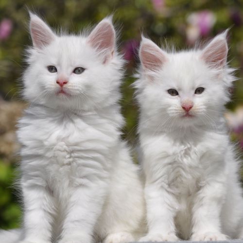 Adorables chatons maine coon loof