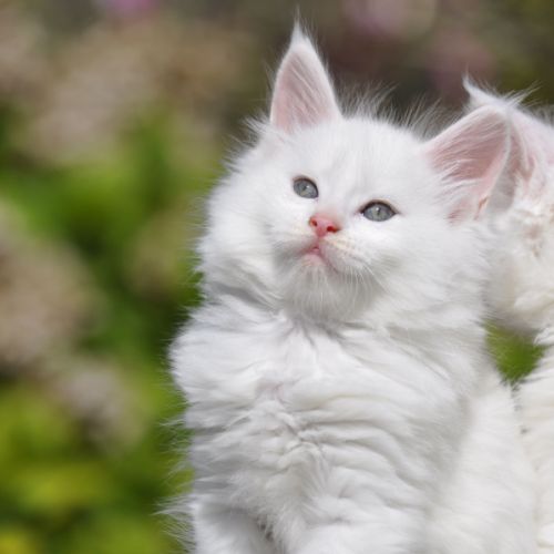 Adorables chatons maine coon loof #3