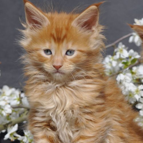 Adorables chatons maine coon loof