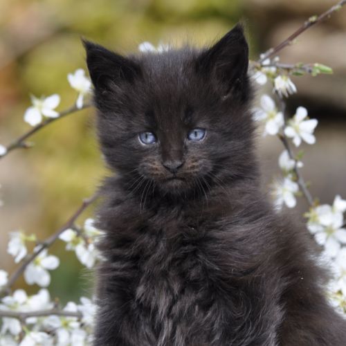 Adorables chatons maine coon loof #4