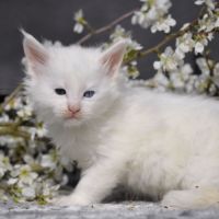 Adorables chatons maine coon loof #1