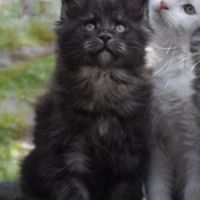 Adorables chatons maine coon loof #2