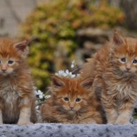 Adorables chatons maine coon loof #3