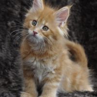 Adorables chatons maine coon loof #3