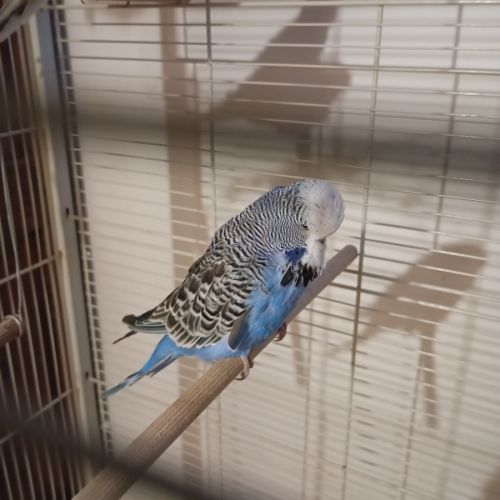 Couple jeune bourke opaline #2