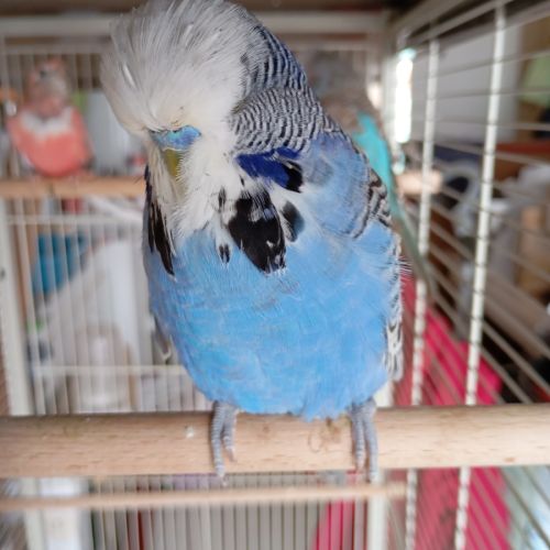 Couple jeune bourke opaline #3