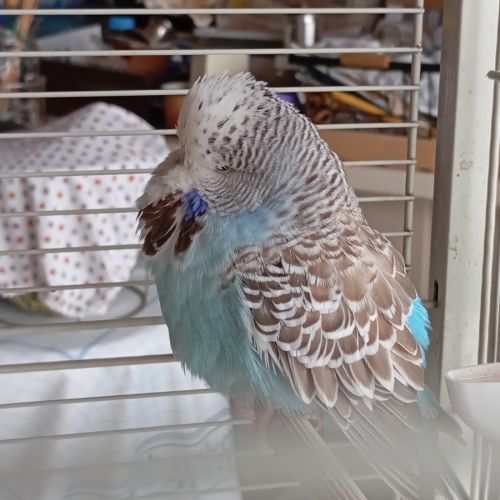 Couple jeune bourke opaline #4