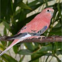 Couple jeune bourke opaline #0