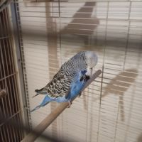 Couple jeune bourke opaline #2