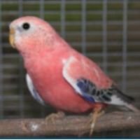 Couple jeune bourke opaline #5