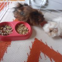 Cochon d'inde à vendre #0