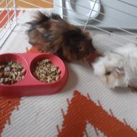 Cochon d'inde à vendre #2