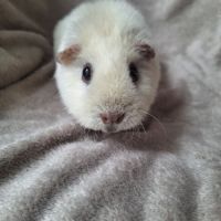 Cochon d inde femelle 3 ans