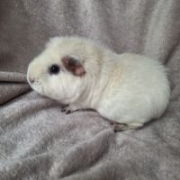 Cochon d inde femelle 3 ans #2