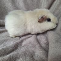 Cochon d inde femelle 3 ans #3