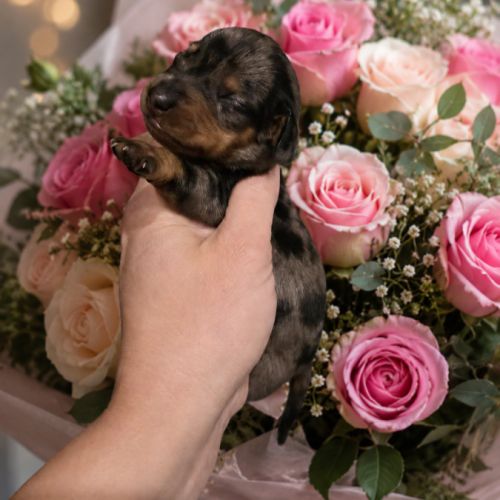 Chiot teckel nain