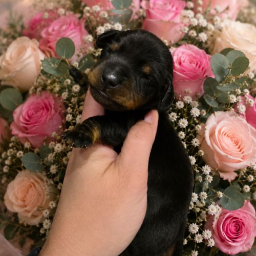 Chiot teckel nain #3