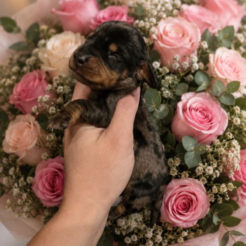 Chiot teckel nain #4