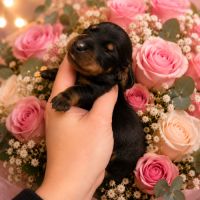 Chiot teckel nain #2