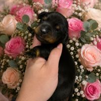 Chiot teckel nain #3